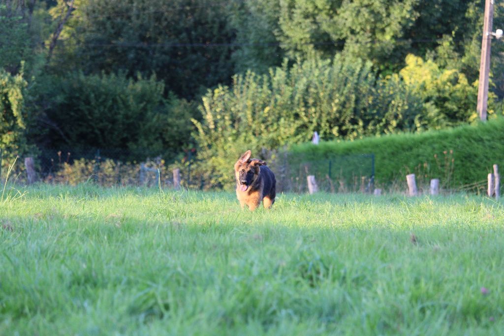 Shelsy du domaine de Faicka