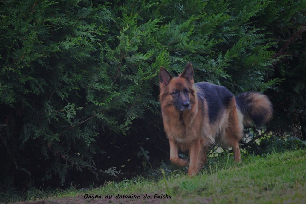 Oxana du domaine de Faicka
