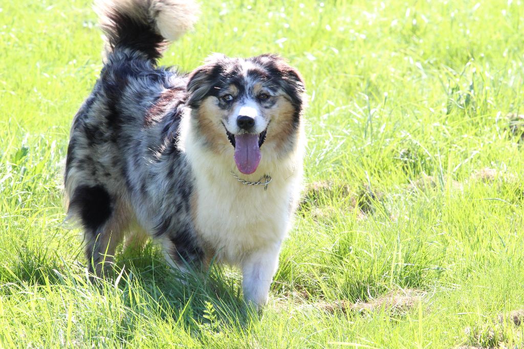 Nala du domaine de Faicka
