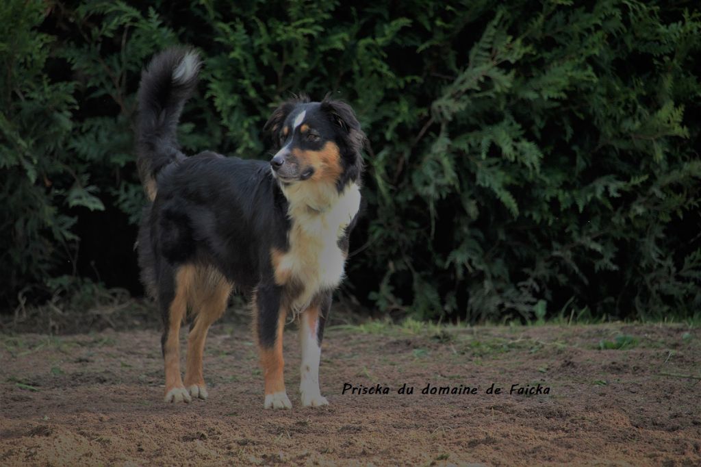 Priscka du domaine de Faicka