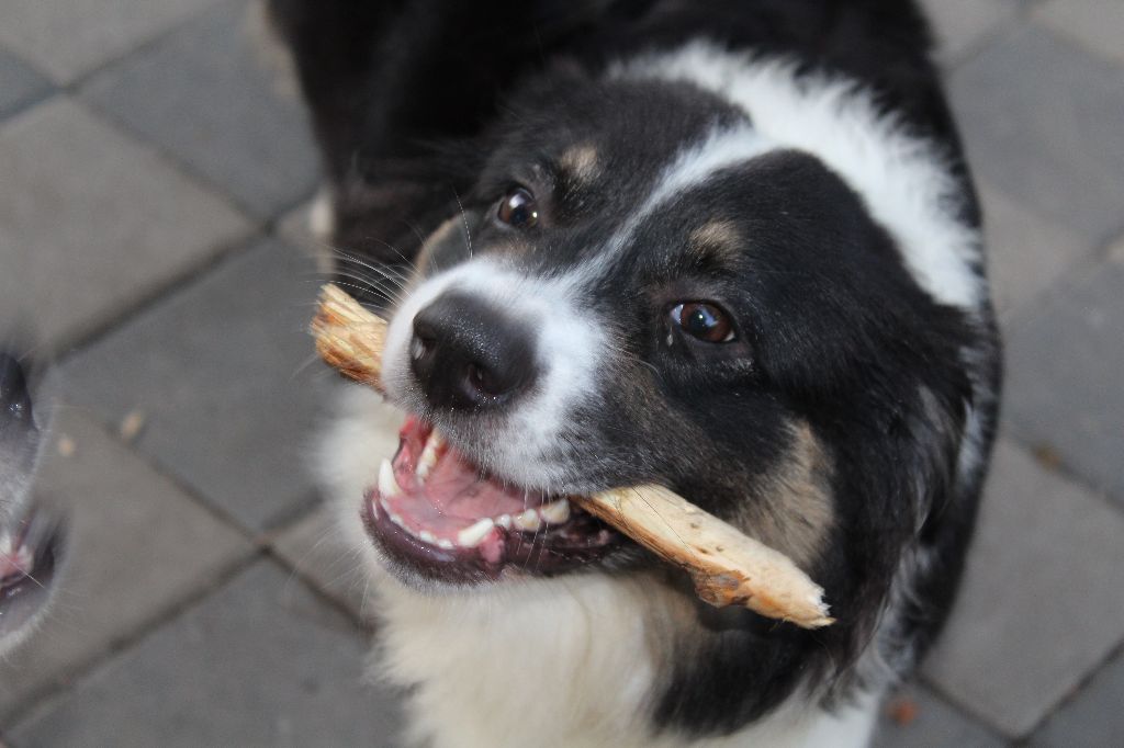 Aussie